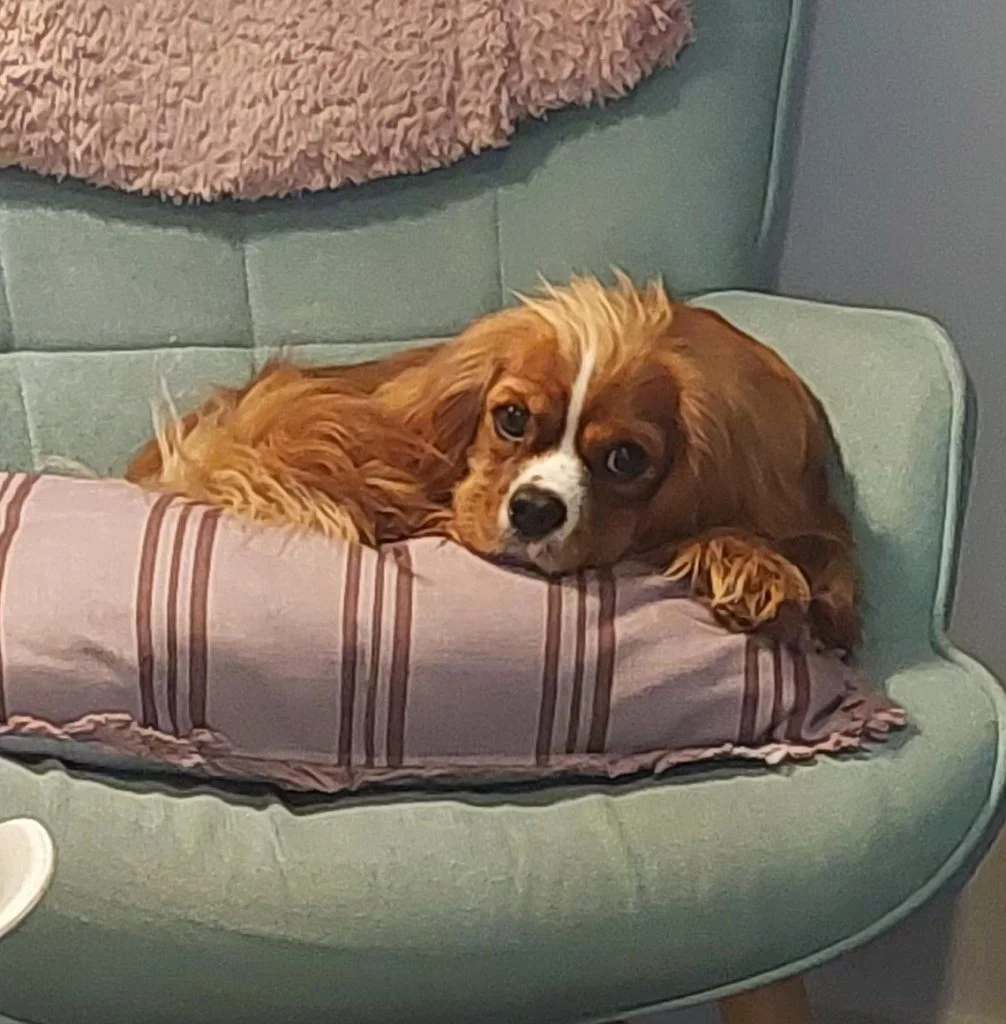 Charlotte, one of Ruth's therapy support dogs bringing calm and connection to families